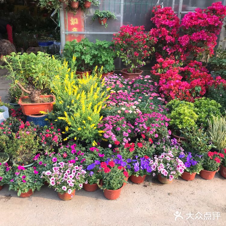              细雨沐春光    花事尽开张