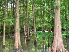 -桤木河湿地公园