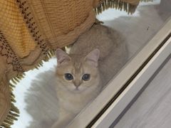 -猫大福·Fortune Cat猫舍(百子湾店)