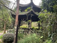 -雁南飞茶田景区