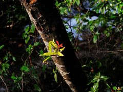 -祁门牯牛降观音堂风景区