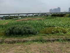 -光明小镇欢乐田园