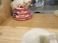 -屋虎猫馆(宝安大仟里店)