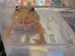 -酷以爬仙阁实体爬宠店·守宫·蜥蜴·专业繁育