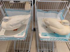 -怪兽屋·羊驼·猫咖·狗咖(俊华广场店)