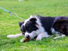 -趣玩宠物乐园寄养训犬训狗游泳池