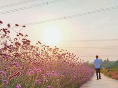 -紫颐香薰山谷景区
