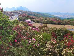 -贵州百里杜鹃风景名胜区