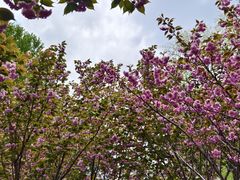 -长白岛森林公园