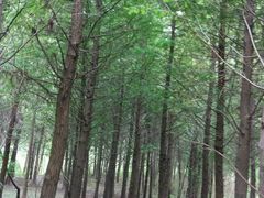 -溱湖国家湿地公园