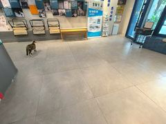 -伟伟宠物医院·CT影像中心·瑞派犬猫综合性门诊(汉口总院)