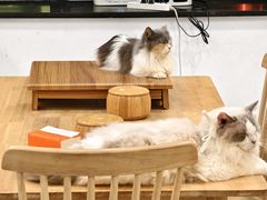-楼上猫咖(罗湖店)