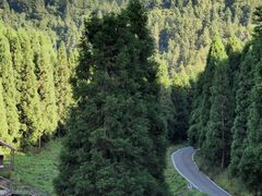 -武陵山森林公园