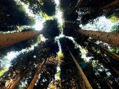 -武陵山森林公园