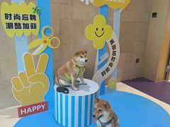 -帕帕拉兹宠物(亚洲旗舰店)