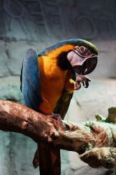 -Zoolung Zoolung动物主题公园(海信广场店)