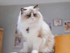 -藏猫猫咖啡主题馆(中央大道店)