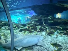 -海合安武汉极地海洋公园