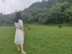 -武陵山森林公园