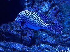 -成都浩海立方海洋公园