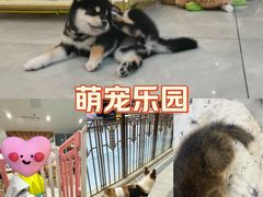 -柴犬小屋·柴餐厅·狗咖食堂(金鼎广场店)