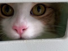 -艾贝尔宠物医院·24H转诊中心·肿瘤猫专科(江宁双龙店)