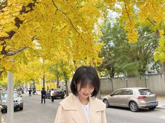 -三里屯东五街银杏大道