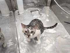 -柚子宠物(伊珊娜调理店)