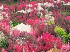 -桃源山庄·水蜜桃采摘·柴火鸡·烧烤团建(龙泉山店)