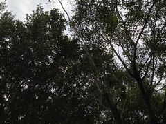 -云南勐巴娜西珍奇园