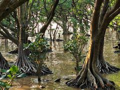 -宝安西湾红树林湿地公园