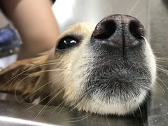 -芭比堂动物医院广州顽皮分院