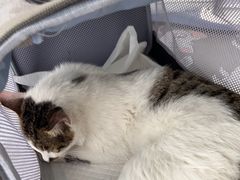 -纳吉亚猫专科动物诊疗中心(蒋宅口分院)