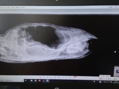 -北京观赏动物医院·24小时大型综合·猫专科·异宠专科