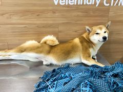 -爱侣宠医·鹦鹉专科·小型哺乳类·异宠专科(灵石路店)