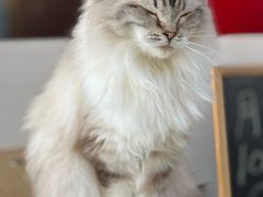 -猫咪咖啡店(新城大街店)