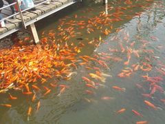 金鱼池-解放公园