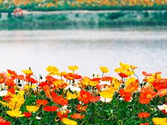 -径山花海