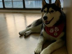 -Husky Go! 哈士奇体验馆·宠物咖啡厅狗咖