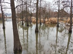 -上海长兴岛郊野公园