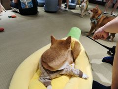 -逗柴咖啡屋·狗咖猫咖宠物桌游