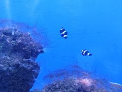 -海合安武汉极地海洋公园