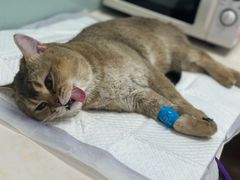 -纳吉亚猫专科动物医院博雅分院