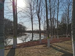 -大兴滨河森林公园