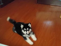 -翊宠yipet猫狗购宠庄园犬舍•猫舍