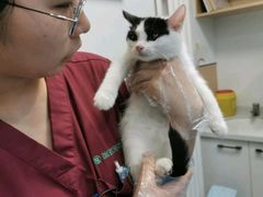 -瑞派·关忠动物医院·猫专科·犬专科(三环新城店)
