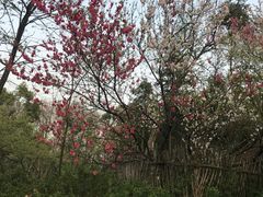 -蜀冈西峰生态公园