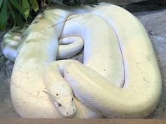 -上海大自然野生昆虫馆(东方明珠·爬宠昆虫探索中心)