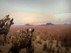 -美国自然历史博物馆