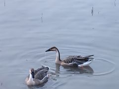 -北京麋鹿生态实验中心